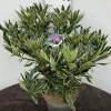 ohgreen Struiken|Ecocheques|Rhododendron hybride 40-50 cm in p23