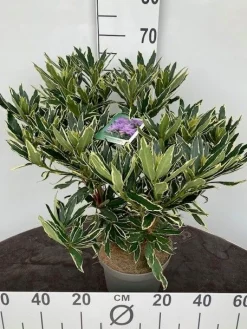 ohgreen Struiken|Ecocheques|Rhododendron hybride 40-50 cm in p23