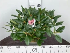 ohgreen Struiken|Ecocheques|Rhododendron hybride 40-50 cm in p23