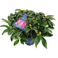 ohgreen Struiken|Ecocheques|Rhododendron xxl p23 h60
