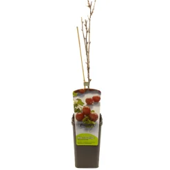 ohgreen Ecocheques|Fruitbomen|Ribes uva-cr. hinnonmäki röd