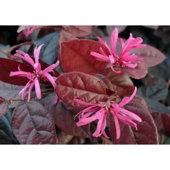 ohgreen Struiken|Ecocheques|Rode franjeboom