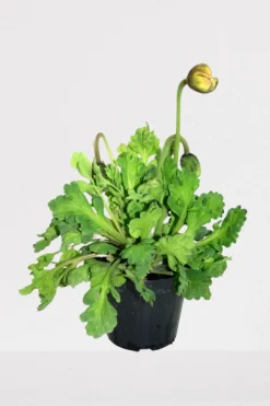 ohgreen Vaste Planten|Ecocheques|Rode klaproos p14