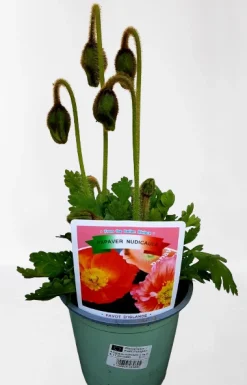 ohgreen Vaste Planten|Ecocheques|Rode klaproos p14