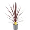 ohgreen Mediterrane Planten|Ecocheques|Rode koolpalm
