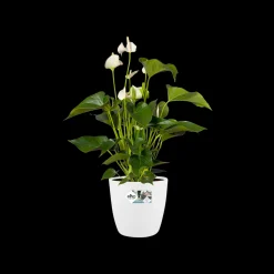 ohgreen Ecocheques|Potten En Vazen|Rond 25cm