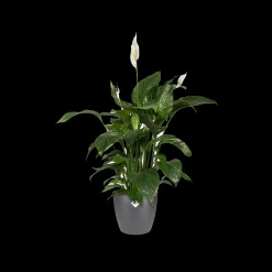 ohgreen Ecocheques|Potten En Vazen|Rond 18cm