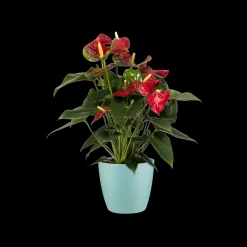 ohgreen Ecocheques|Potten En Vazen|Rond 16cm