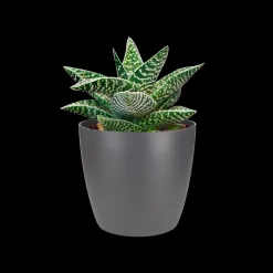 ohgreen Ecocheques|Potten En Vazen|Rond 9,5cm