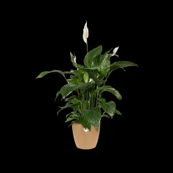 ohgreen Potten En Vazen|Ecocheques|Rond 14cm