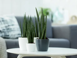 ohgreen Ecocheques|Potten En Vazen|Rond 10,5cm