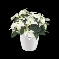 ohgreen Ecocheques|Potten En Vazen|Rond diamond 16cm