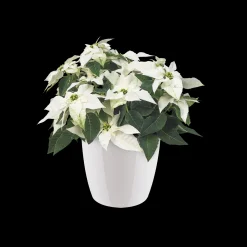 ohgreen Ecocheques|Potten En Vazen|Rond diamond 16cm