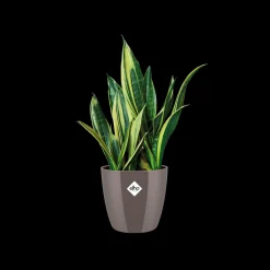 ohgreen Ecocheques|Potten En Vazen|Rond diamond 22cm