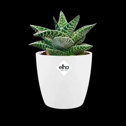 ohgreen Ecocheques|Potten En Vazen|Rond mini 7cm