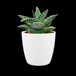 ohgreen Ecocheques|Potten En Vazen|Rond mini 7cm