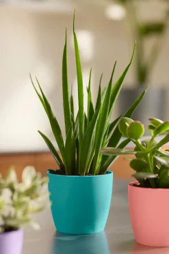 ohgreen Potten En Vazen|Ecocheques|Rond mini 9,5cm