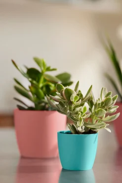 ohgreen Potten En Vazen|Ecocheques|Rond mini 9,5cm