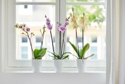 ohgreen Ecocheques|Potten En Vazen|Rond orchidee 12,5cm