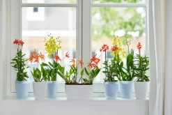 ohgreen Ecocheques|Potten En Vazen|Rond orchidee 12,5cm