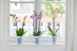 ohgreen Ecocheques|Potten En Vazen|Rond orchidee 12,5cm