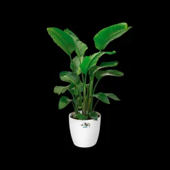 ohgreen Ecocheques|Potten En Vazen|Rond wielen 47cm