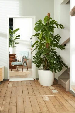 ohgreen Ecocheques|Potten En Vazen|Rond wielen 47cm