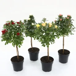 ohgreen Struiken|Ecocheques|Roos mini-stam in soorten p19