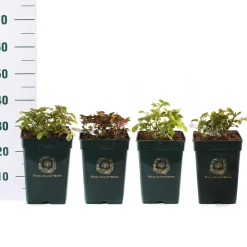 ohgreen Struiken|Ecocheques|Rosa David Austin