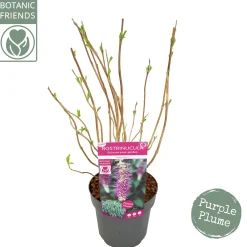 ohgreen Struiken|Ecocheques|Rostrinucula dependens ( Hangende buddleja -