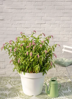 ohgreen Struiken|Ecocheques|Rostrinucula dependens ( Hangende buddleja -