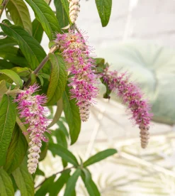 ohgreen Struiken|Ecocheques|Rostrinucula dependens ( Hangende buddleja -