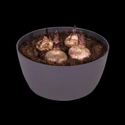 ohgreen Ecocheques|Potten En Vazen|Schaal 23cm