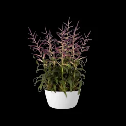 ohgreen Ecocheques|Potten En Vazen|Schaal 23cm