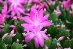 ohgreen Bloeiende Planten|Ecocheques|Schlumbergera roze ( Lidcactus )