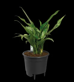 ohgreen Bewatering|Ecocheques|SELF-WATERING INSERT 17CM LIVING BLACK