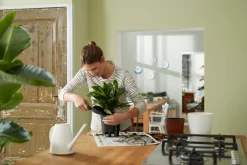 ohgreen Bewatering|Ecocheques|SELF-WATERING INSERT 28CM LIVING BLACK