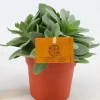 ohgreen Groene Planten|Ecocheques|Senecio cephalo