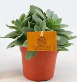 ohgreen Groene Planten|Ecocheques|Senecio cephalo