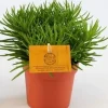 ohgreen Groene Planten|Ecocheques|Senecio Himalaya