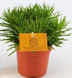 ohgreen Groene Planten|Ecocheques|Senecio Himalaya