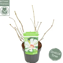 ohgreen Struiken|Ecocheques|Sinocalycanthus chinensis Venus