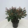 ohgreen Struiken|Ecocheques|Skimmia japonica Rubella