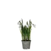 ohgreen Sfeermakers|Sneeuwklokje in witte plastic pot - h24xd8,5cm