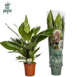 ohgreen Ecocheques|Bloeiende Planten|Spathiphyllum bingo (Lepelplant)