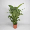 ohgreen Ecocheques|Bloeiende Planten|Spathiphyllum 'sweet sebastiano' (lepelplant)