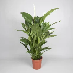 ohgreen Ecocheques|Bloeiende Planten|Spathiphyllum 'sweet sebastiano' (lepelplant)