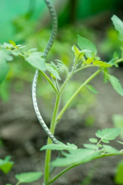 ohgreen Bind En Steun|Ecocheques|Spiraalvormige plantensteun