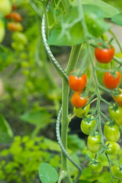 ohgreen Bind En Steun|Ecocheques|Spiraalvormige plantensteun