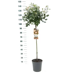 ohgreen Struiken|Ecocheques|Stamroos Rosa 'Gartnerprinzessin Marie-josé